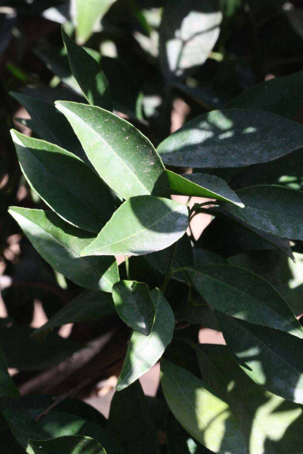              Sun leaves (Riverside, CA)       